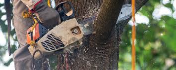 Hitchcock, TX Tree Removal Company