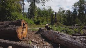 Best Seasonal Cleanup (Spring/Fall)  in Hitchcock, TX
