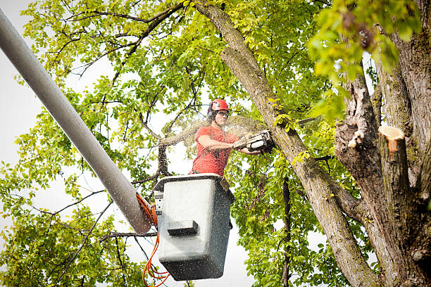 Best Storm Damage Tree Cleanup  in Hitchcock, TX
