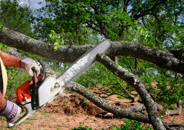 Best Leaf Removal  in Hitchcock, TX