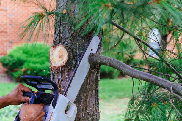 Best Tree Disease Treatment  in Hitchcock, TX